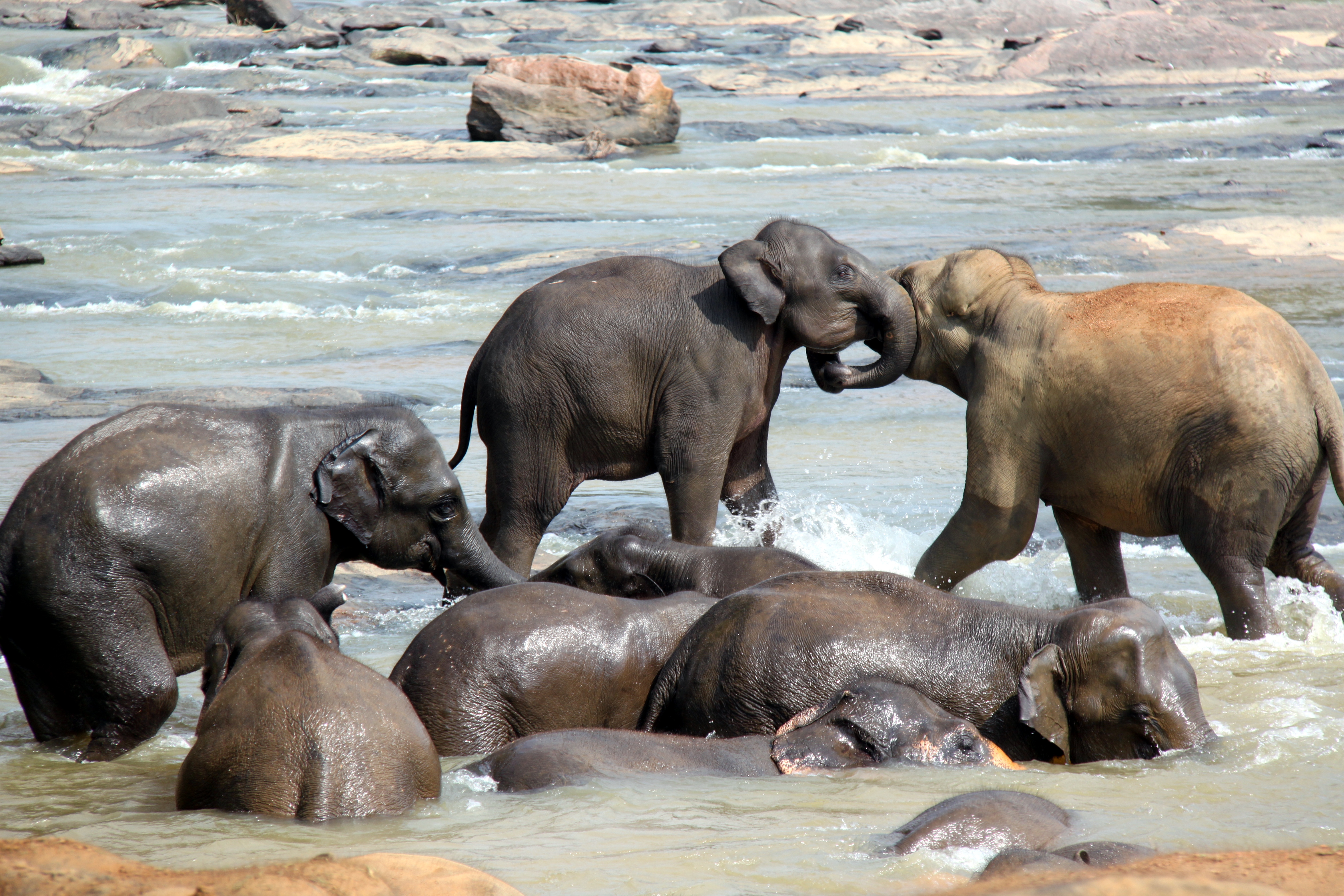 Orphelinat des éléphants de Pinnawela