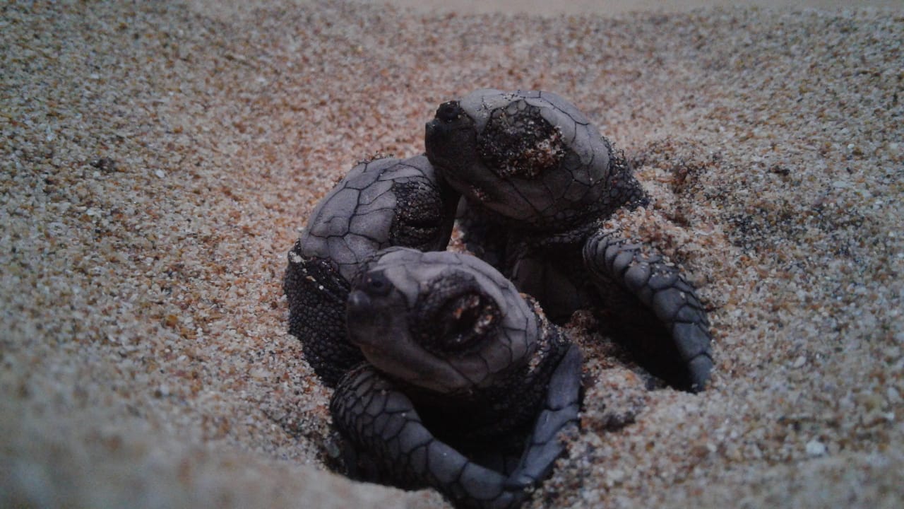 Bébés tortues