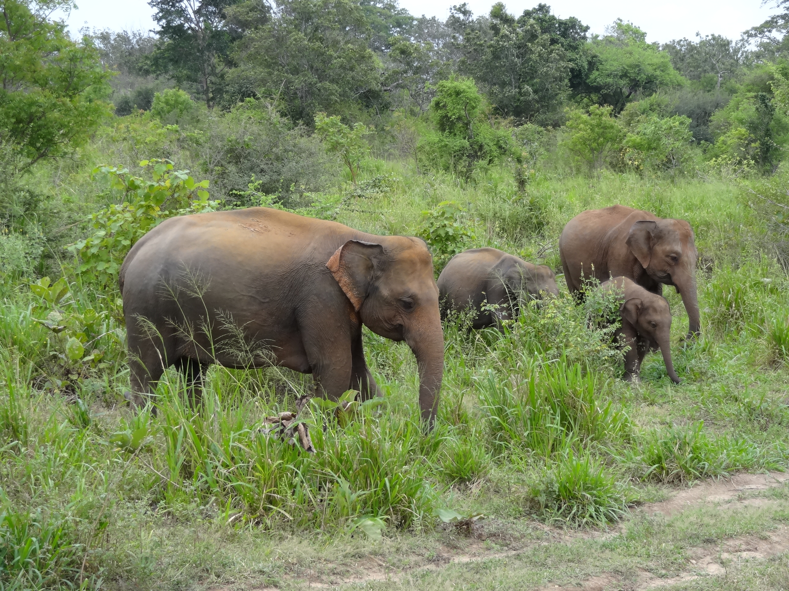 Éléphants dans le parc d'Hurulu