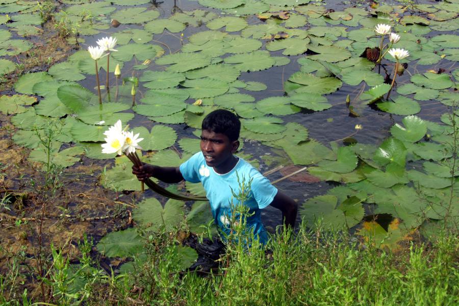 cueillette de lotus sri lanka