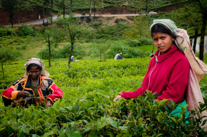 cueilleuses-thé-nuwara-eliya-sri-lanka