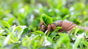 feuille-thé-sri-lanka