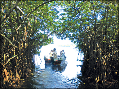 Bateau traversant une mangrove luxuriante au Sri Lanka, offrant une immersion paisible au cœur d’un écosystème tropical préservé.