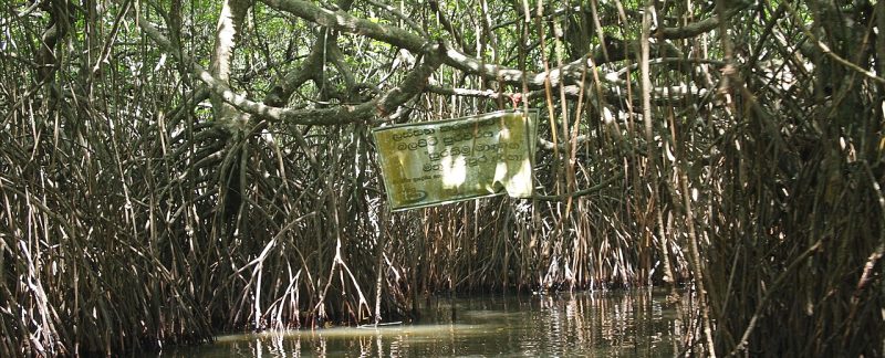 Mangrove madu ganga ©Kalaiarasy