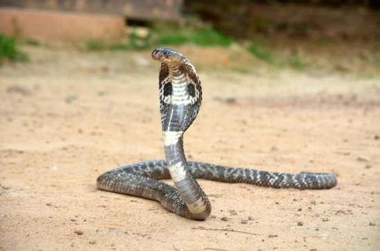 https://www.monsrilanka.com/wp-content/uploads/2017/08/cobra.jpg