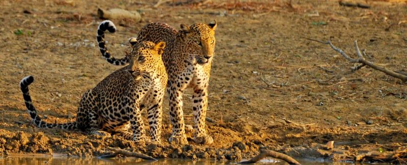 Léopards au Parc national de Yala