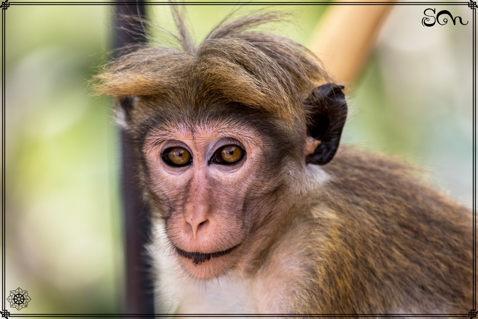 sri-lanka-macaque