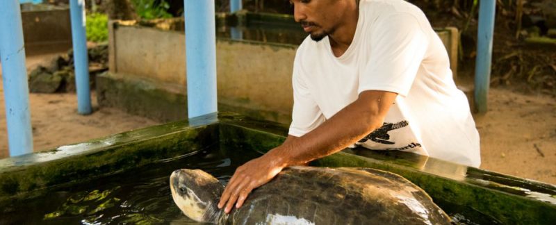 centre secours tortues Kosgoda