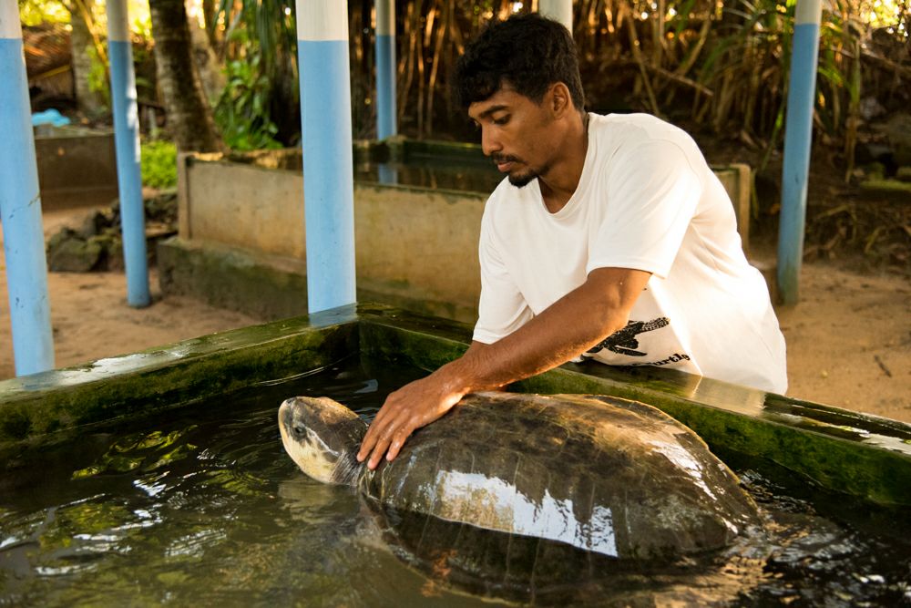 centre secours tortues Kosgoda