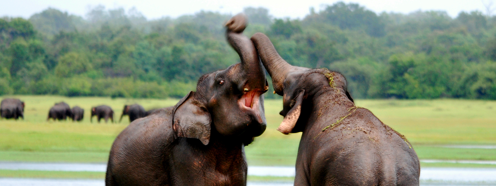 Eléphants se battant à Kaudulla