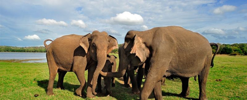 Famille d'éléphants