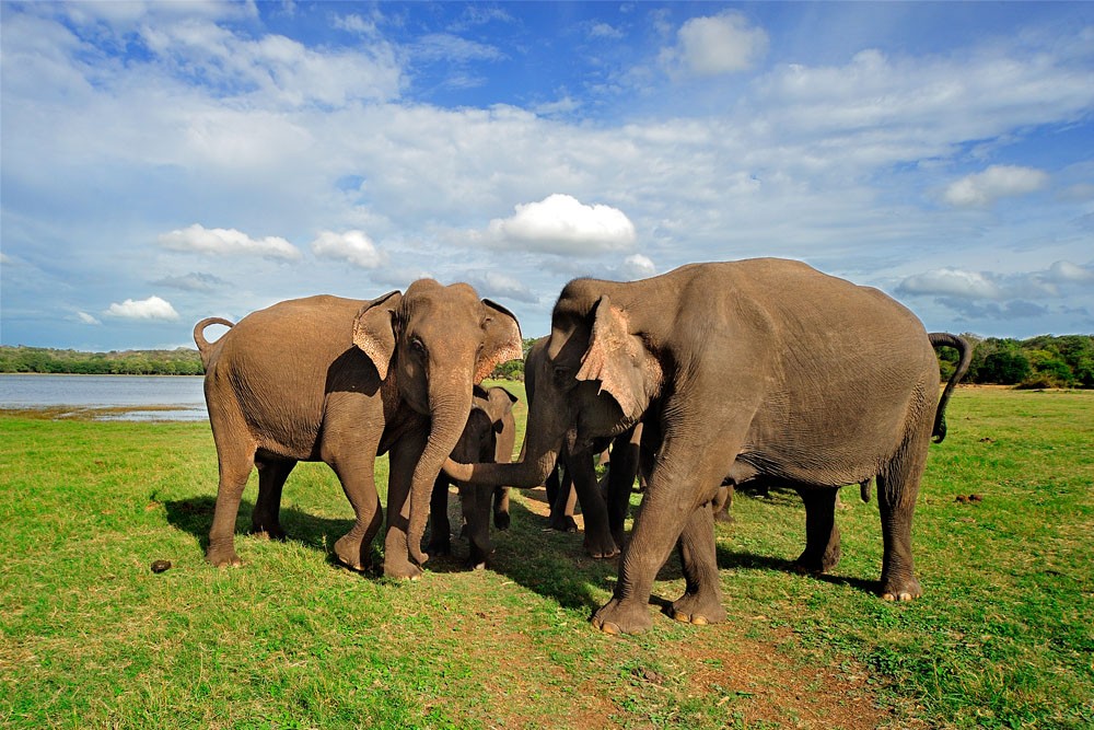 Famille d'éléphants