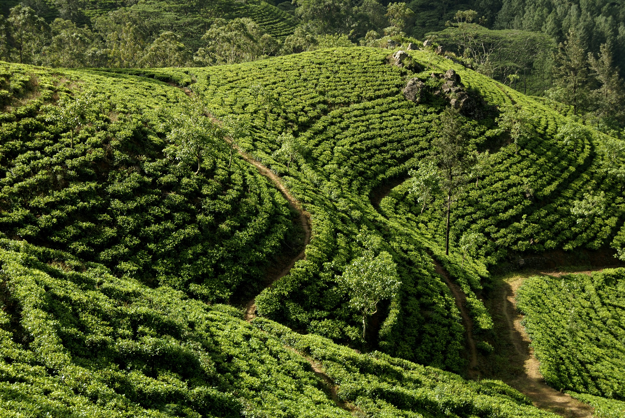 Plantations de thé