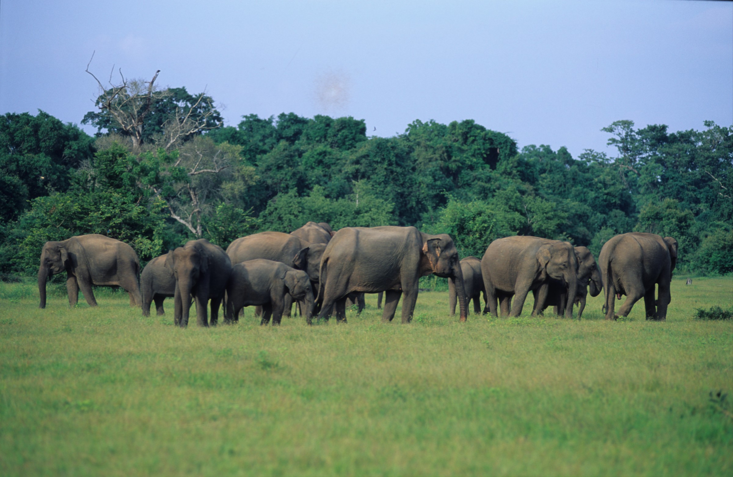 Groupe d'éléphants