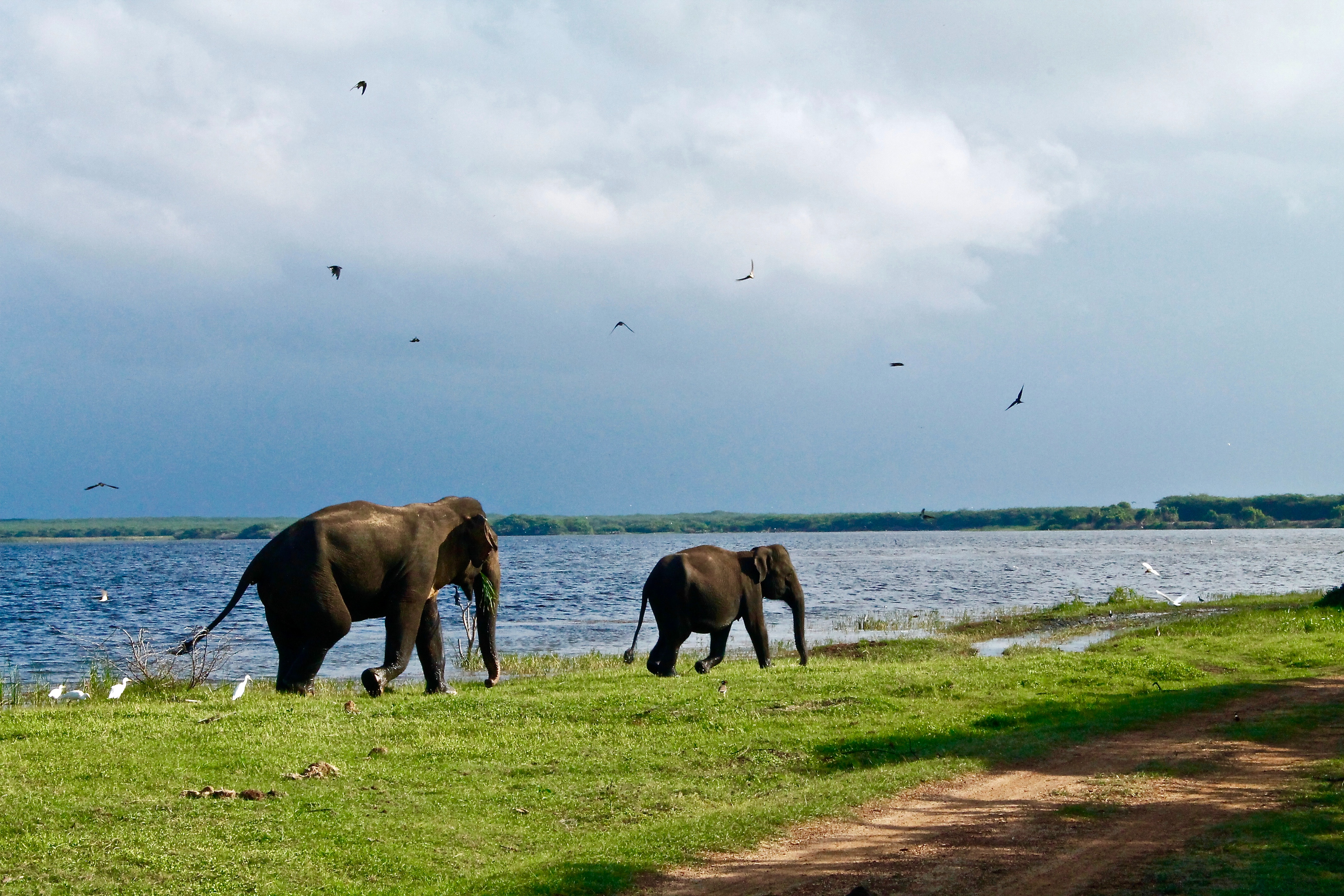 2 éléphants au bord d'un lac