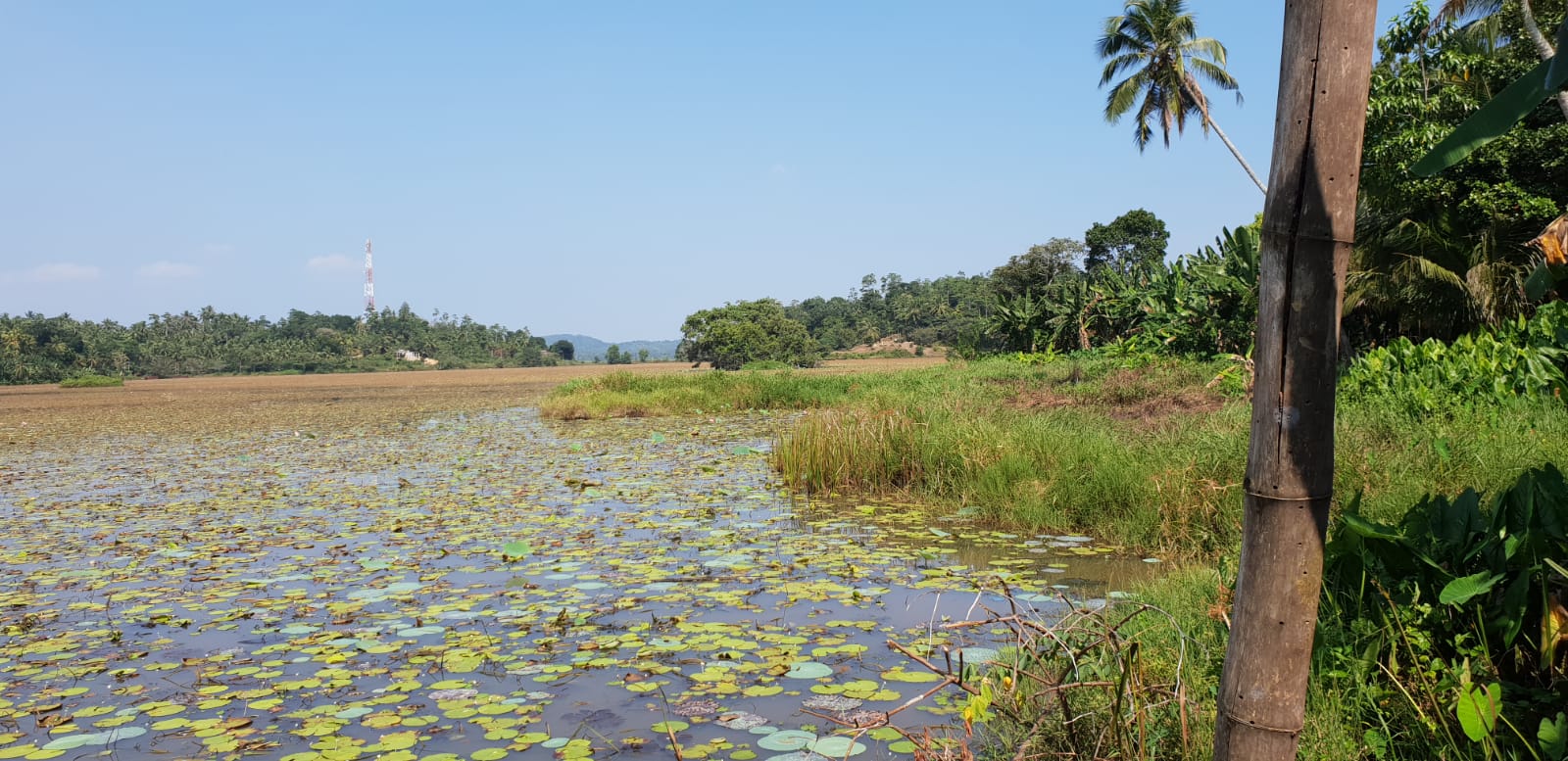 sri lanka authentique lac lotus weligama