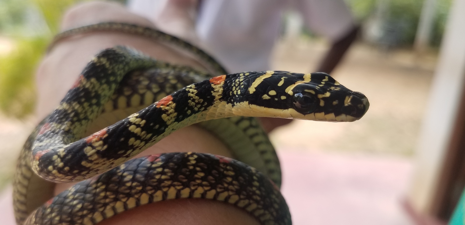 sri lanka authentique manju serpent weligama