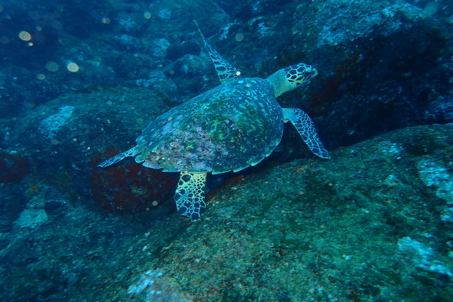 plongée sri lanka - polhena 3