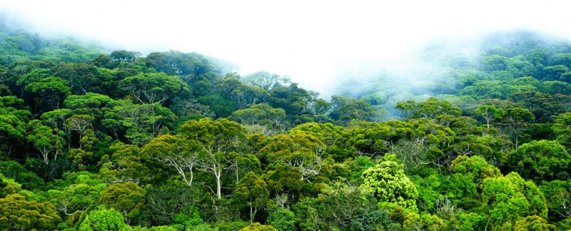 sinharaja-sri-lanka