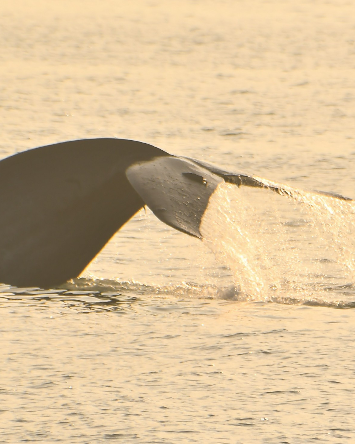 Baleine au Sri Lanka ©Raja&Whales