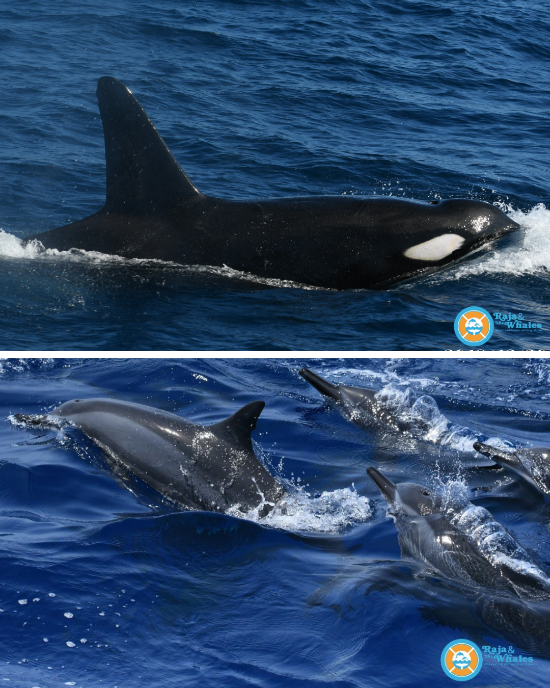 Orque nageant à la surface de l’océan Indien ©Raja&Whales