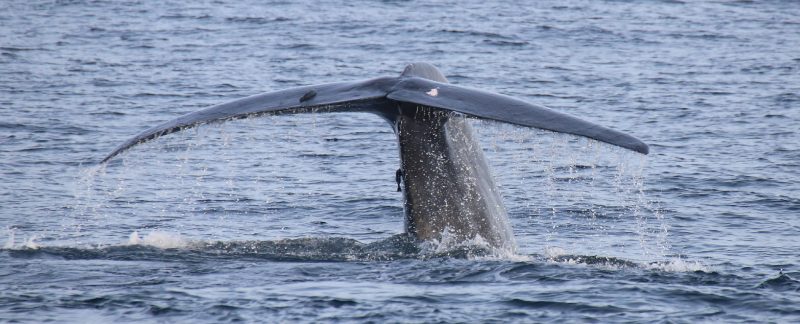Baleine au Sri Lanka ©Raja&Whales