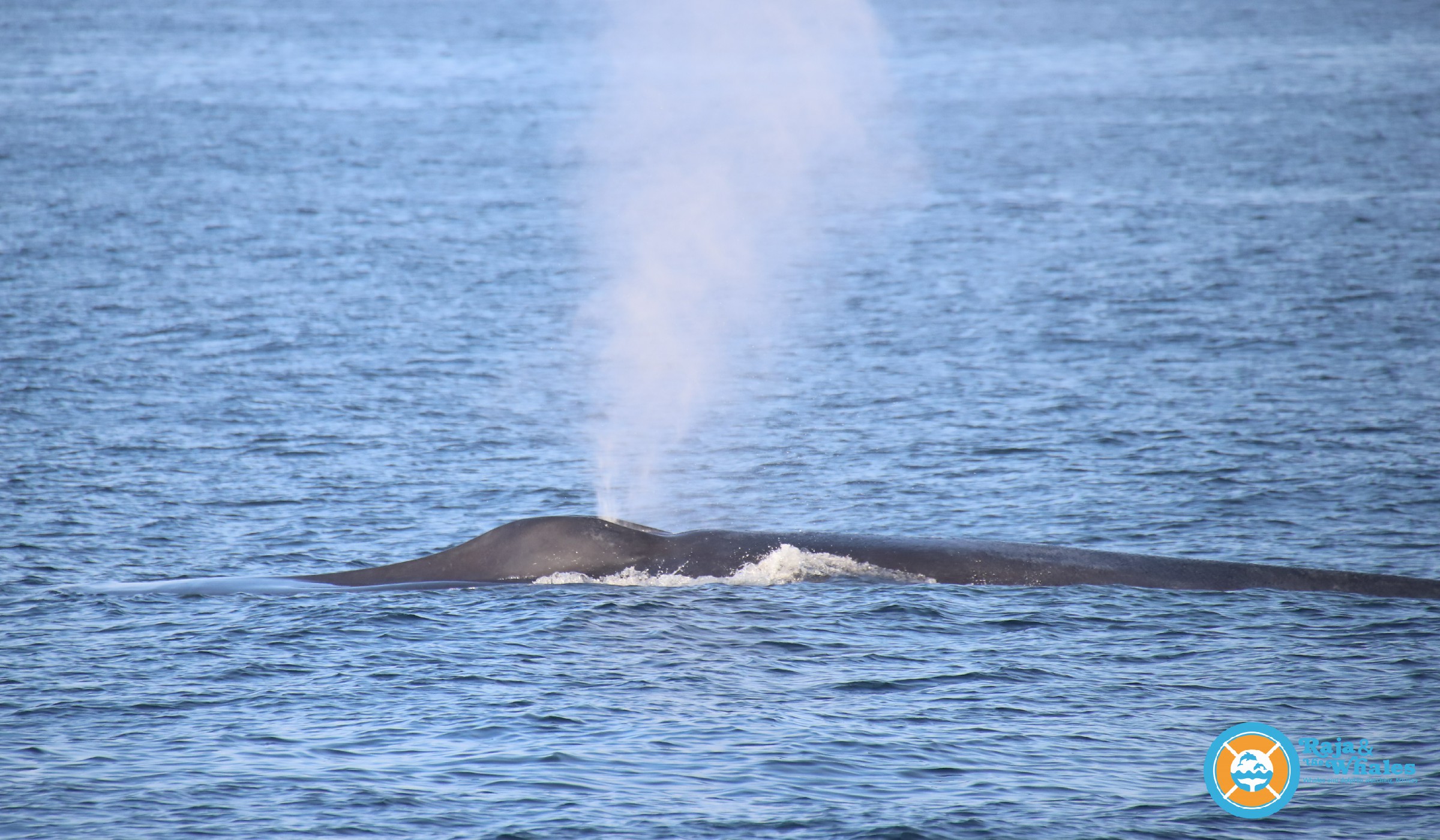 Sortie en mer responsable pour l'observation des baleines au Sri Lanka