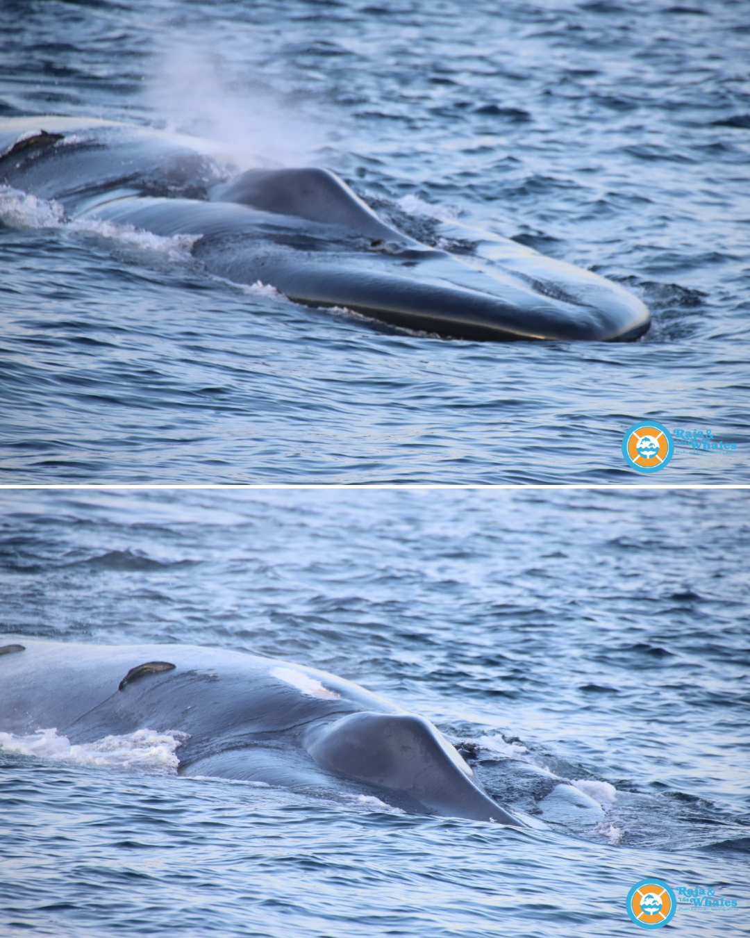 Baleine au large du Sri Lanka ©Raja&Whales