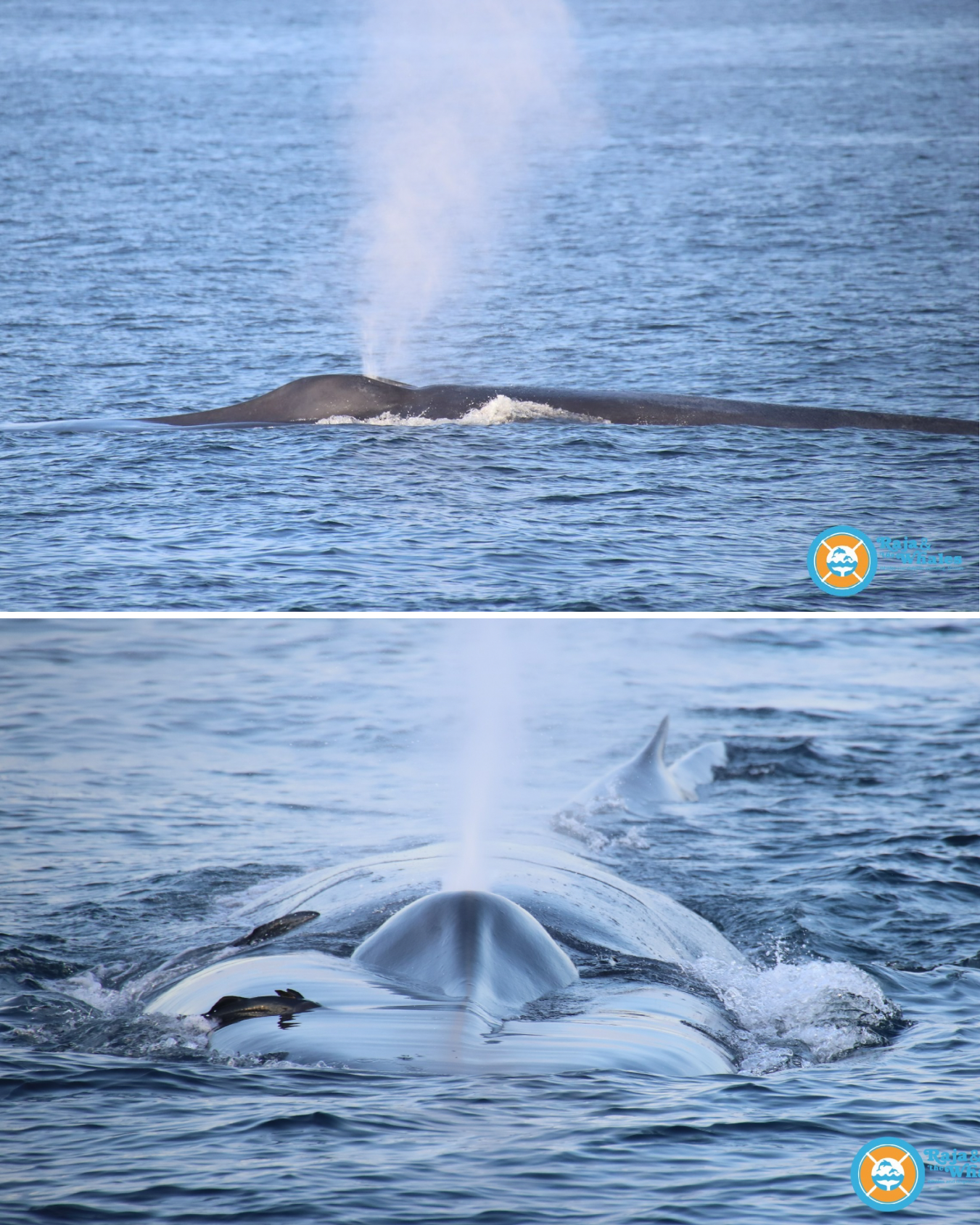 Baleine au Sri Lanka ©Raja&Whales