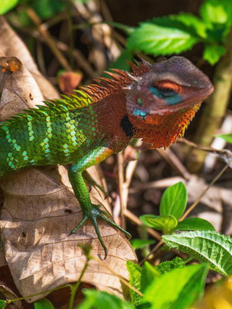 Réserve forestière de Sinharaja