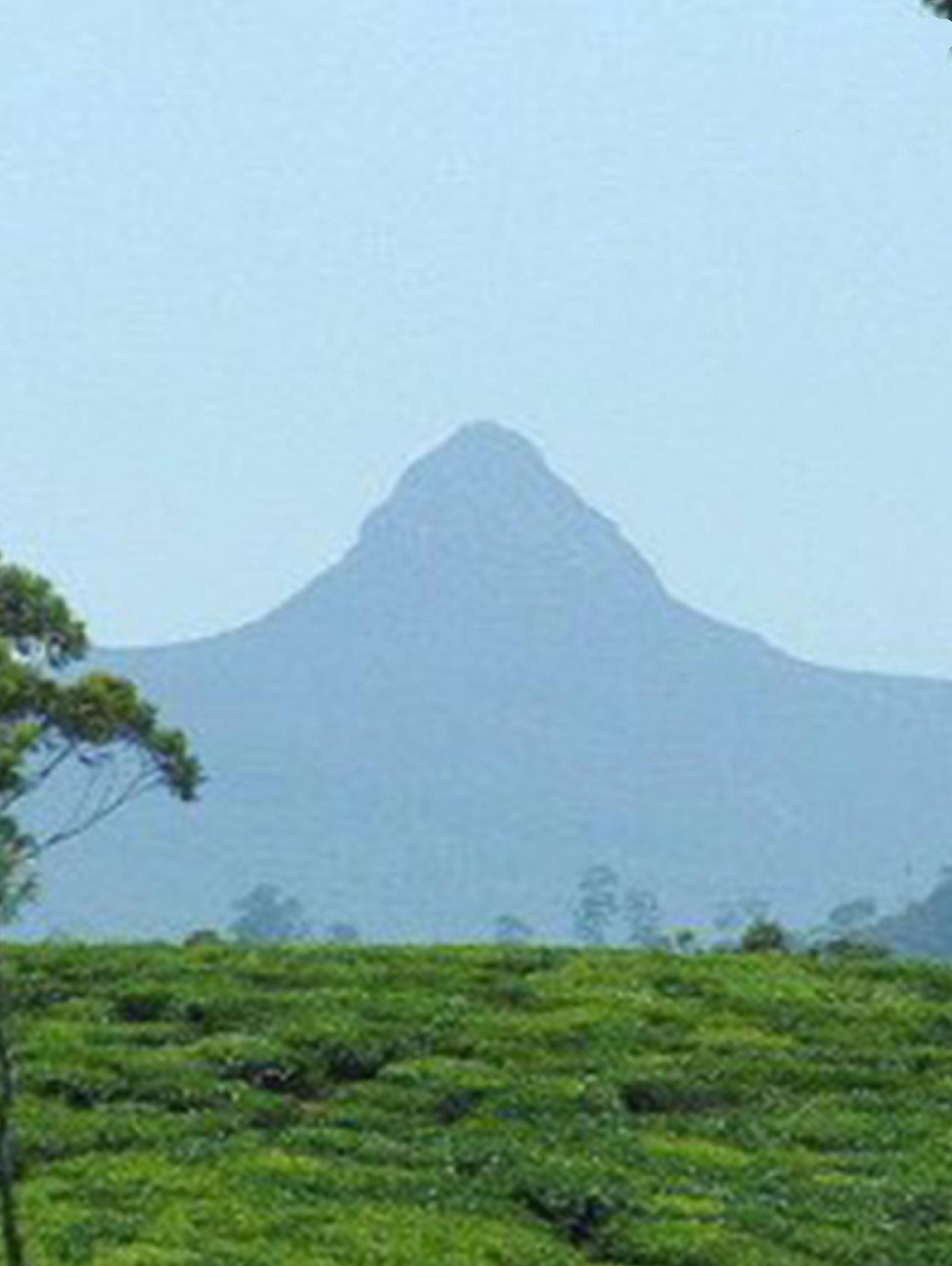 Le Pic Adam vu depuis les plantations de thé, Sri Lanka