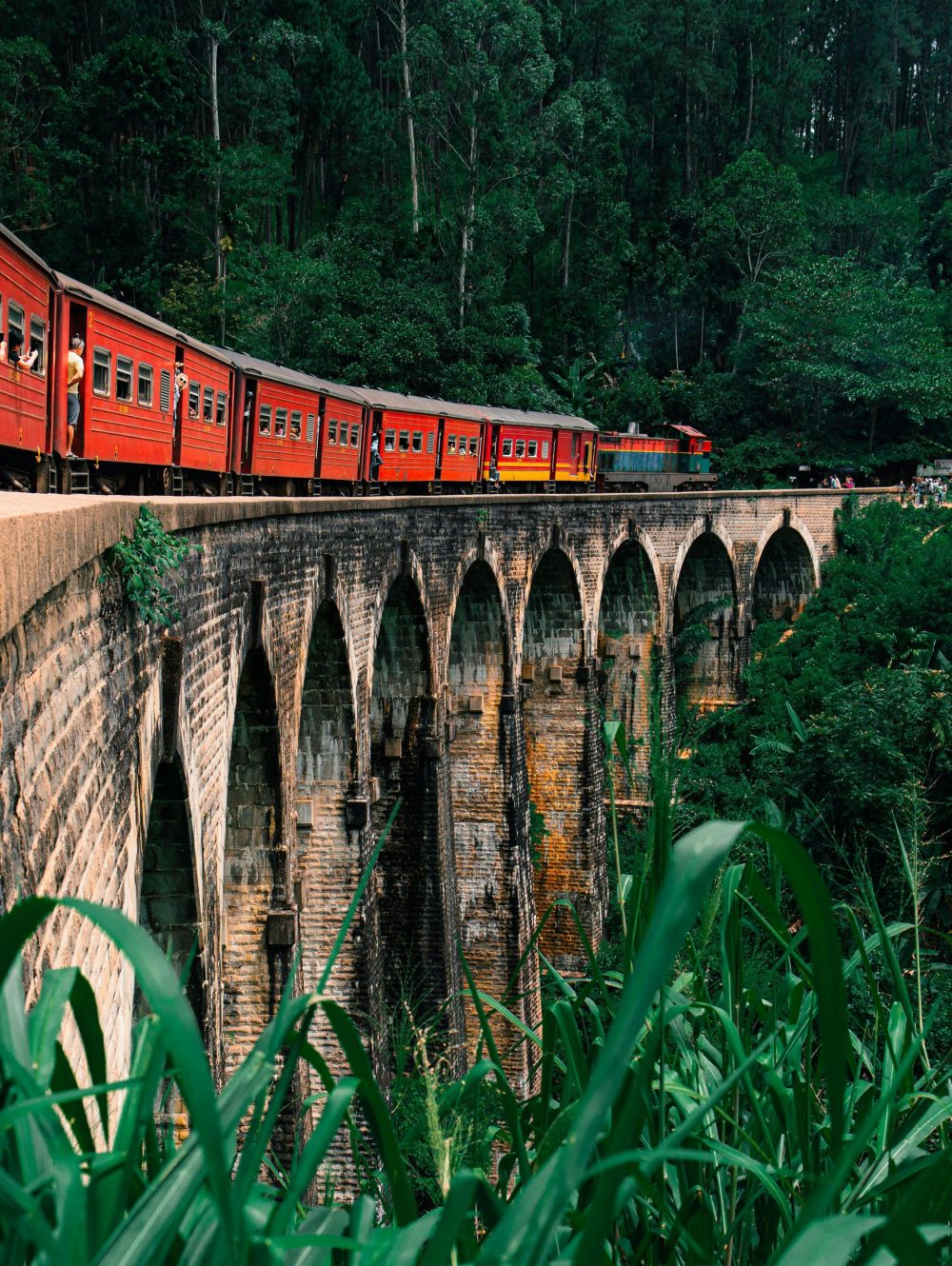 Train plantation de thé 