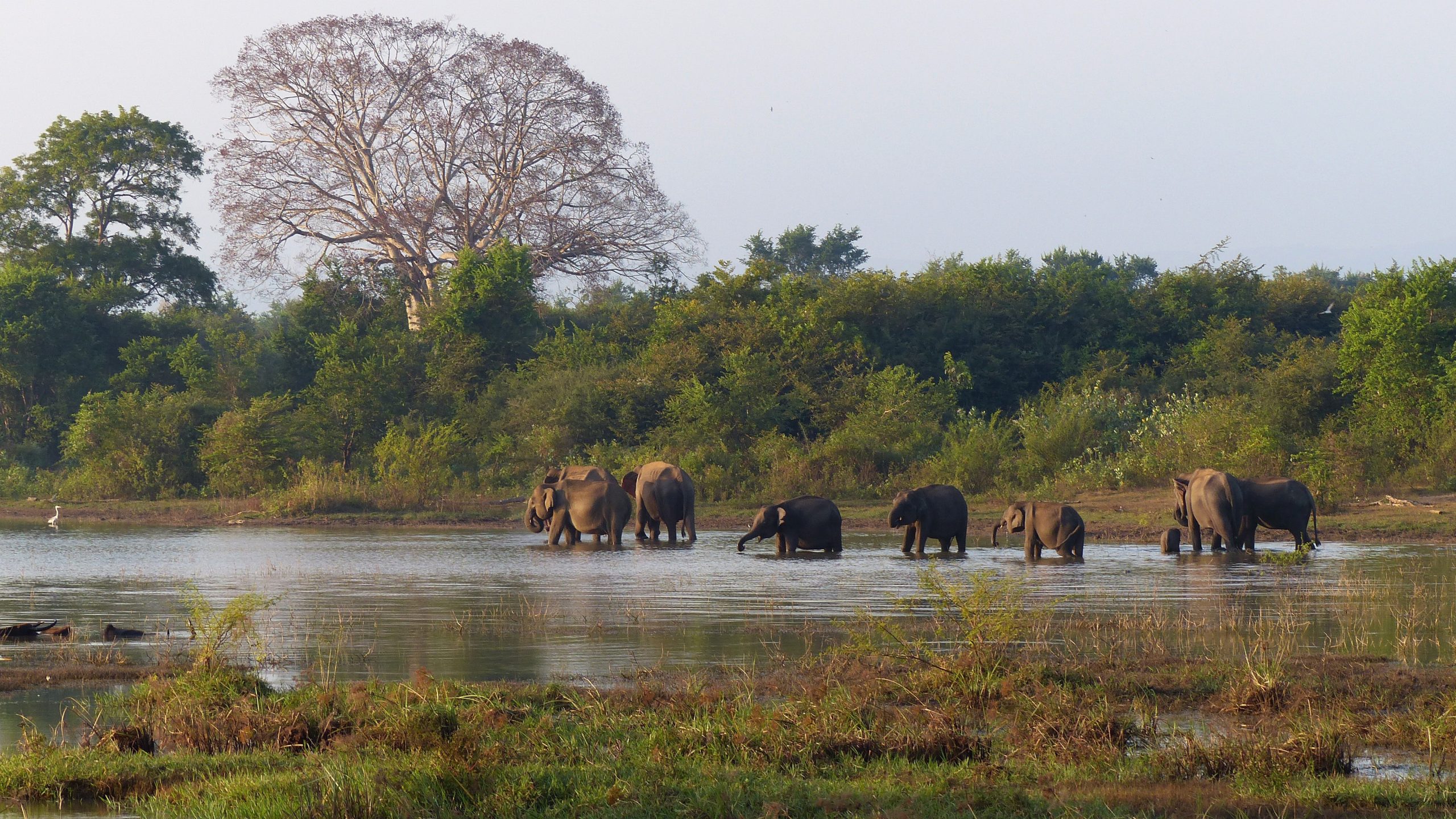 Rivière Mahaweli, Sri Lanka