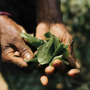 feuille-de-the-600x600